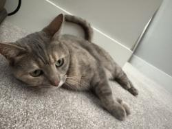 Reunited Female Cat last seen Bay drive, Sudbury ma, Sudbury, MA 01776
