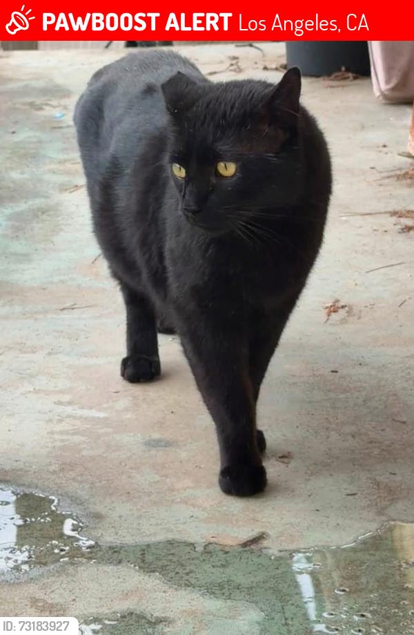 Lost Male Cat last seen Van nuys blvd and Arleta Ave, Los Angeles, CA 91331