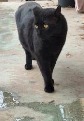 Lost Male Cat last seen Van nuys blvd and Arleta Ave, Los Angeles, CA 91331