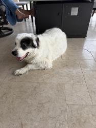 Found/Stray Unknown Dog last seen Imagination Farms, Davie, FL 33330