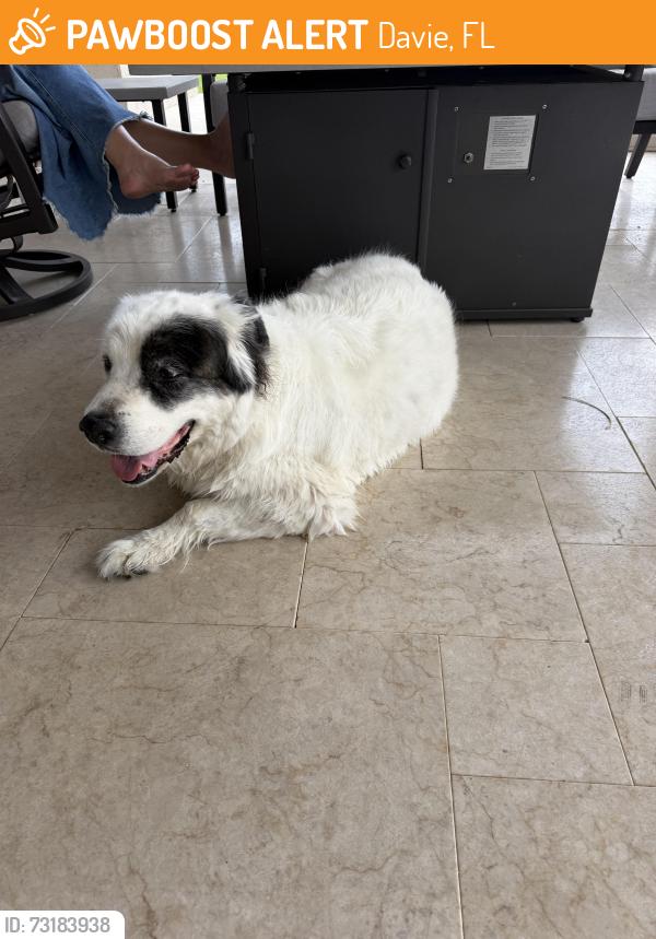 Found/Stray Unknown Dog last seen Imagination Farms, Davie, FL 33330