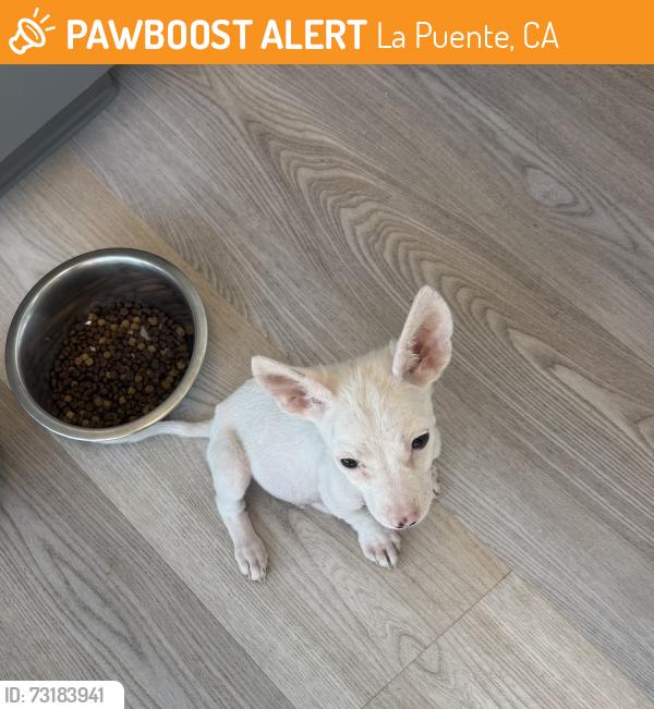 Found/Stray Male Dog last seen Hacienda Blvd & Mayor Dave Way, La Puente, CA 91744