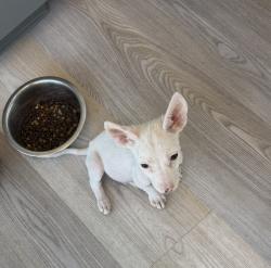 Found/Stray Male Dog last seen Hacienda Blvd & Mayor Dave Way, La Puente, CA 91744