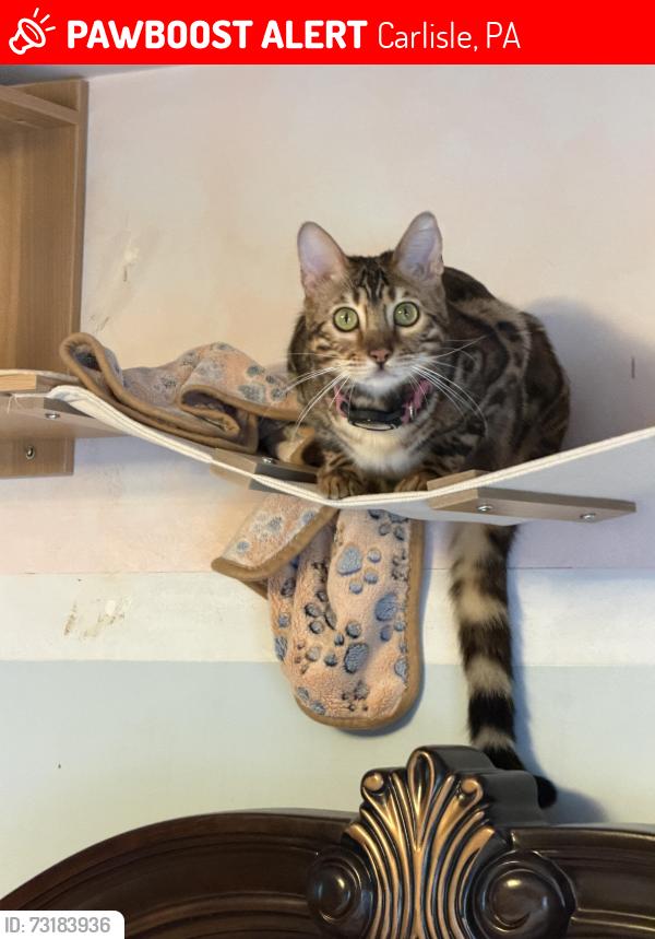 Lost Female Cat last seen Heisers rd, Carlisle, PA 17015