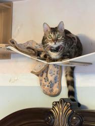 Lost Female Cat last seen Heisers rd, Carlisle, PA 17015