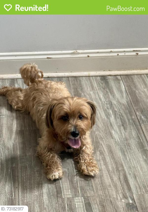 Reunited Male Dog last seen Four winds neighborhood, Villa Rica, GA 30180