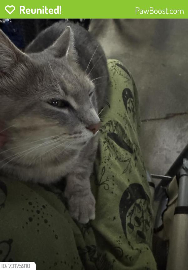 Reunited Unknown Cat last seen Oak grove subdivision in Lewisville, Lewisville, NC 27023