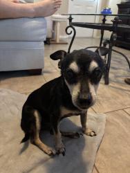 Reunited Male Dog last seen Bowen branch and Tausch rd, San Antonio, TX 78254