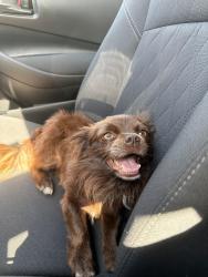 Found/Stray Male Dog last seen S central ave, Los Angeles, CA 90001