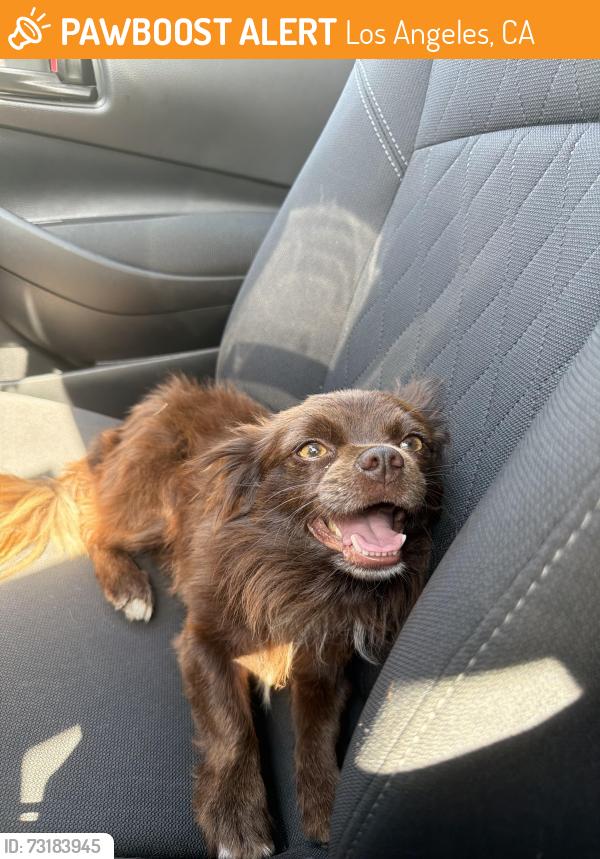 Found/Stray Male Dog last seen S central ave, Los Angeles, CA 90001