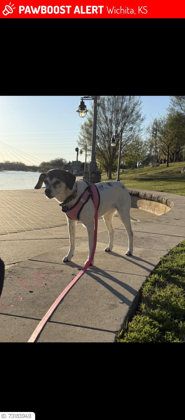 Lost Female Dog last seen Pawnee and Washington, Wichita, KS 67216