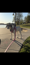 Lost Female Dog last seen Pawnee and Washington, Wichita, KS 67216