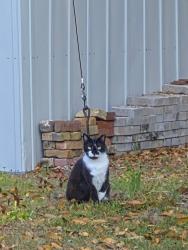 Reunited Female Cat last seen NW 34th Ave and 20th St, Gainesville, FL, Gainesville, FL 32605