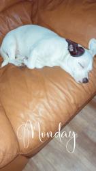 Lost Female Dog last seen Briar patch gas station campobello sc, Campobello, SC 29322