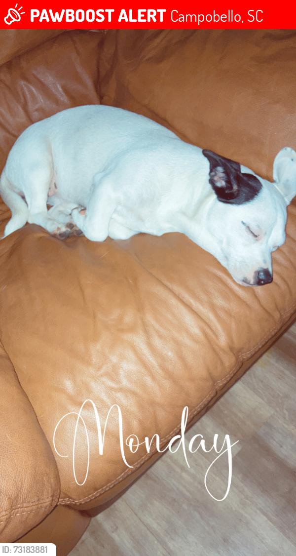 Lost Female Dog last seen Briar patch gas station campobello sc, Campobello, SC 29322