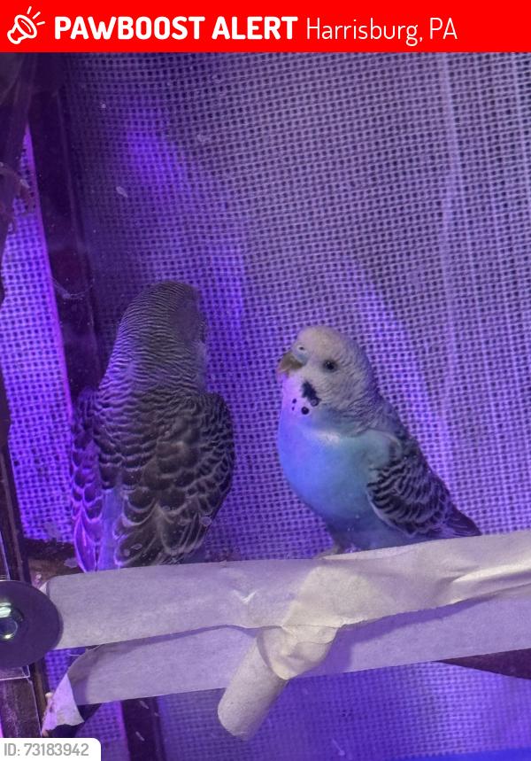 Lost Male Bird last seen N 2nd and woodbine, Harrisburg, PA 17110