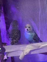 Lost Male Bird last seen N 2nd and woodbine, Harrisburg, PA 17110