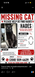 Lost Male Cat last seen Fairview between liberty and Curtis off Hartman, Boise, ID 83704