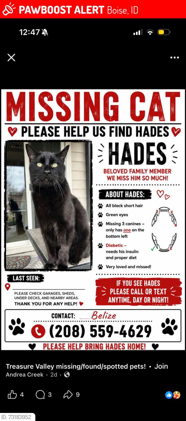 Lost Male Cat last seen Fairview between liberty and Curtis off Hartman, Boise, ID 83704