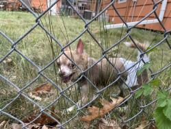 Reunited Male Dog last seen Vincent Ave & Old Shakopee Rd, Minneapolis, MN 55431