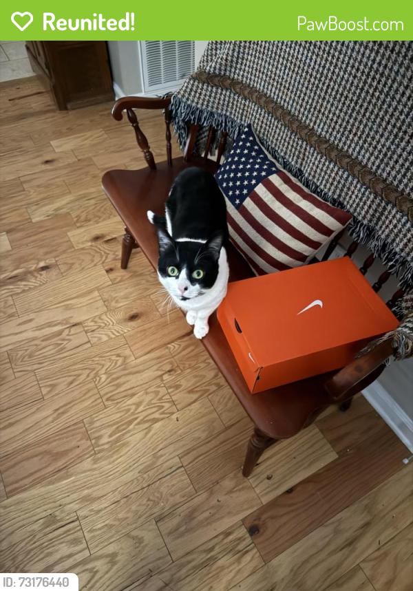 Reunited Male Cat last seen Old 41, Acworth, GA 30101