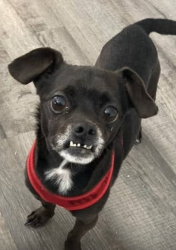 Reunited Male Dog last seen Ridge Crossing Drive Taylors, SC, Taylors, SC 29687