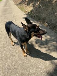 Found/Stray Male Dog last seen Tab Drive, Mud River road 119 side, Boone County, WV 25053