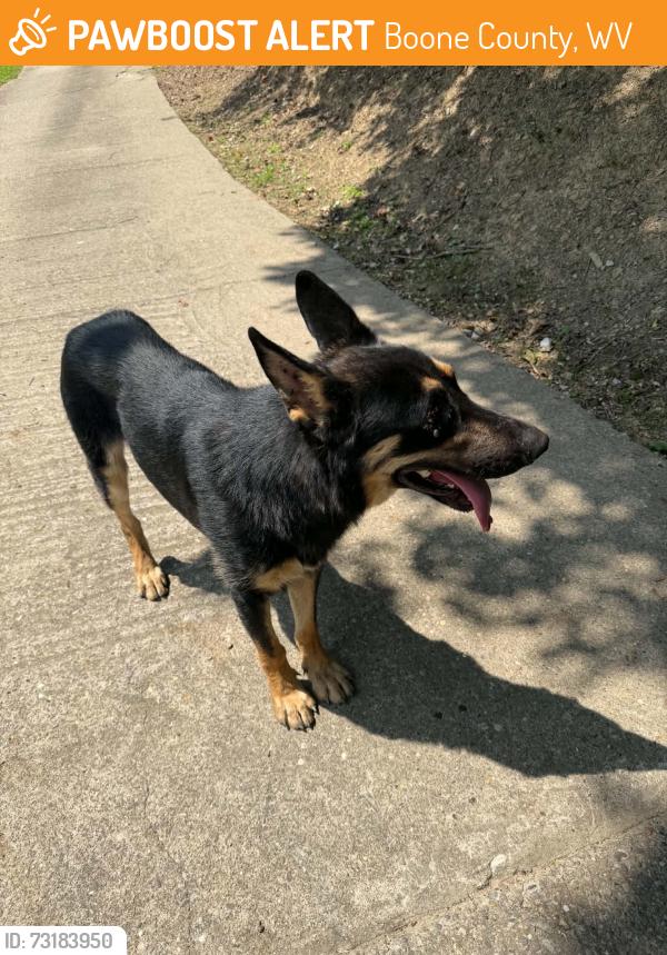 Found/Stray Male Dog last seen Tab Drive, Mud River road 119 side, Boone County, WV 25053