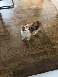 Found/Stray Female Cat last seen Belden and Lakewood, Chicago, IL 60614