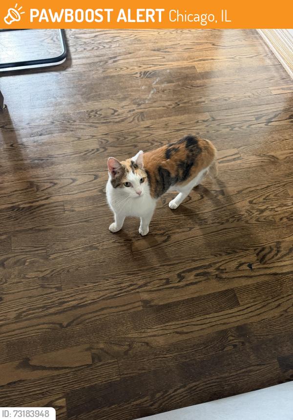 Found/Stray Female Cat last seen Belden and Lakewood, Chicago, IL 60614