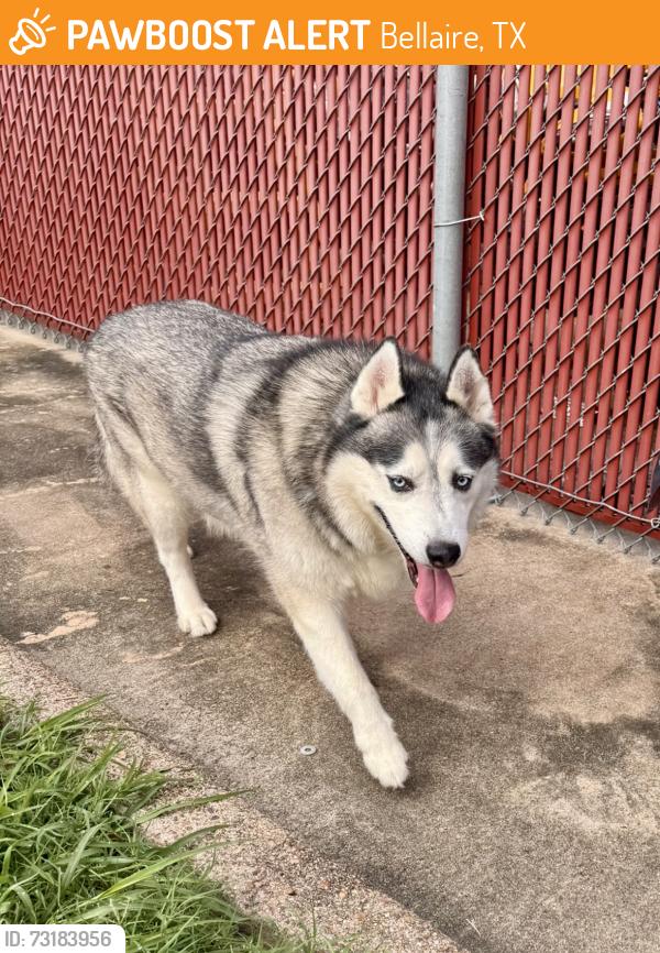 Found/Stray Male Dog last seen Bellaire TX 77401, Bellaire, TX 77401