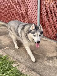 Found/Stray Male Dog last seen Bellaire TX 77401, Bellaire, TX 77401