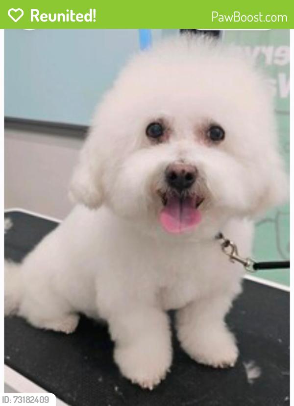 Reunited Male Dog last seen Lakeshore, Westropp, Cleveland, OH 44110