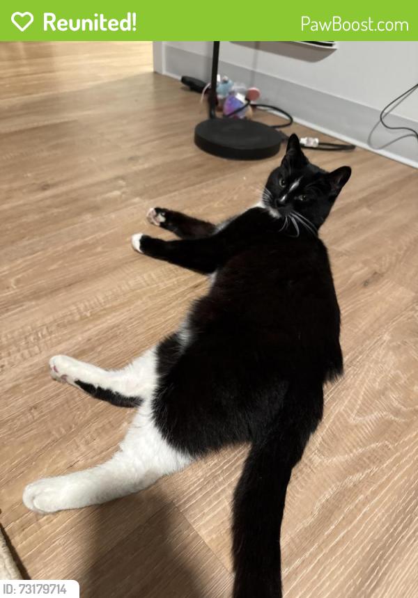 Reunited Female Cat last seen Edmonds street and 3rd avenue north, Edmonds, WA 98020