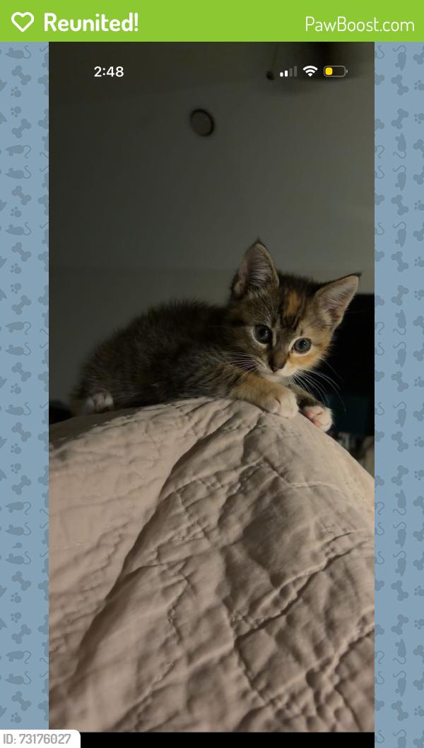 Reunited Female Cat last seen Westwick exactly Wickhollow ln close to the pool, Houston, TX 77043