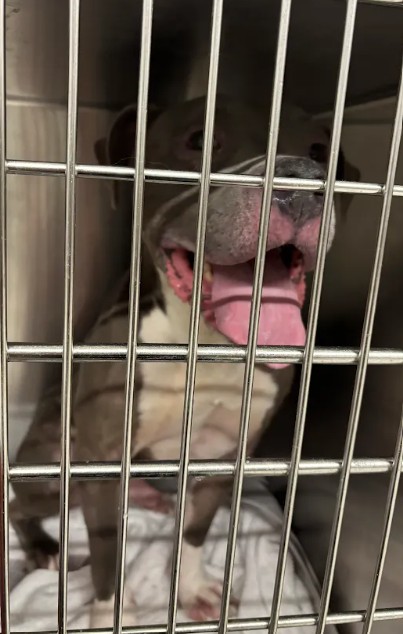 Shelter Stray Male Dog last seen Near Graywall St, East Point, GA, 1251 Fulton Industrial Blvd NW, Atlanta, GA 30336, USA