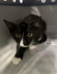Shelter Stray Female Cat last seen Near Delbridge St NW, Atlanta, GA, 1251 Fulton Industrial Blvd NW, Atlanta, GA 30336, USA