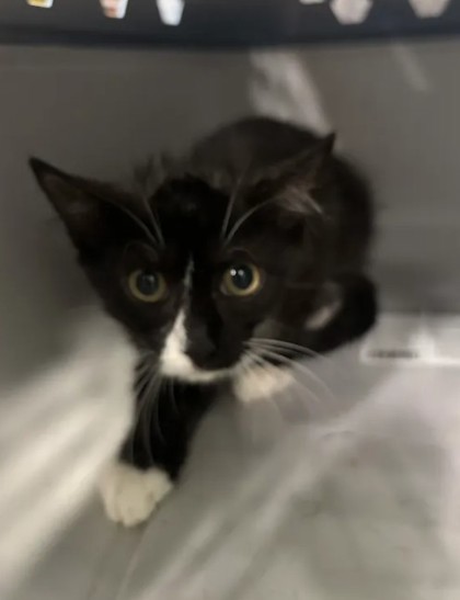 Shelter Stray Female Cat last seen Near Delbridge St NW, Atlanta, GA, 1251 Fulton Industrial Blvd NW, Atlanta, GA 30336, USA