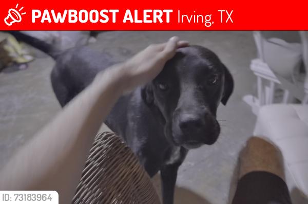 Lost Female Dog last seen Valley view lane, Irving, TX 75038
