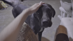 Lost Female Dog last seen Valley view lane, Irving, TX 75038