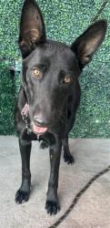 Shelter Stray Male Dog last seen ALAMEDA/ CAROLINA, CITY of El Paso, TX, 5001 Fred Wilson Ave, El Paso, TX 79906, USA