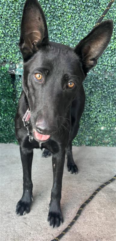Shelter Stray Male Dog last seen ALAMEDA/ CAROLINA, CITY of El Paso, TX, 5001 Fred Wilson Ave, El Paso, TX 79906, USA