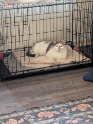 Reunited Female Cat last seen Quitman, Denver, CO 80236