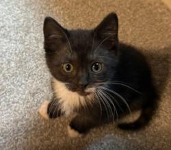 Shelter Stray Male Cat last seen Near Velma Ct Ellenwood Georgia 30294, 30294, GA, 3280 Chamblee Dunwoody Rd, Chamblee, GA 30341, USA