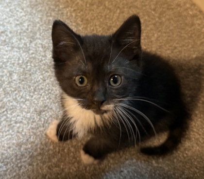 Shelter Stray Male Cat last seen Near Velma Ct Ellenwood Georgia 30294, 30294, GA, 3280 Chamblee Dunwoody Rd, Chamblee, GA 30341, USA