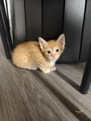 Shelter Stray Male Cat last seen Near Clairmont Rd NE, Atlanta, GA 30341, 30341, GA, 3280 Chamblee Dunwoody Rd, Chamblee, GA 30341, USA