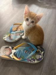 Shelter Stray Male Cat last seen Near Clairmont Rd NE, Atlanta, GA 30341, 30341, GA, 3280 Chamblee Dunwoody Rd, Chamblee, GA 30341, USA