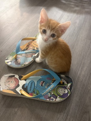 Shelter Stray Male Cat last seen Near Clairmont Rd NE, Atlanta, GA 30341, 30341, GA, 3280 Chamblee Dunwoody Rd, Chamblee, GA 30341, USA