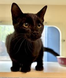 Shelter Stray Male Cat last seen Near Snapfinger Woods Dr 5000 Decatur, GA 30035, 30035, GA, 3280 Chamblee Dunwoody Rd, Chamblee, GA 30341, USA