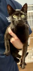 Shelter Stray Female Cat last seen Near Georgian Terrace Chamblee, GA 30341, 30341, GA, 3280 Chamblee Dunwoody Rd, Chamblee, GA 30341, USA